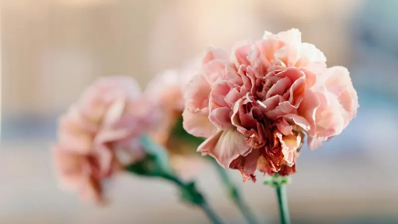 Pink Carnation flower blooms growing on stems photographed in warm backlit sunlight.