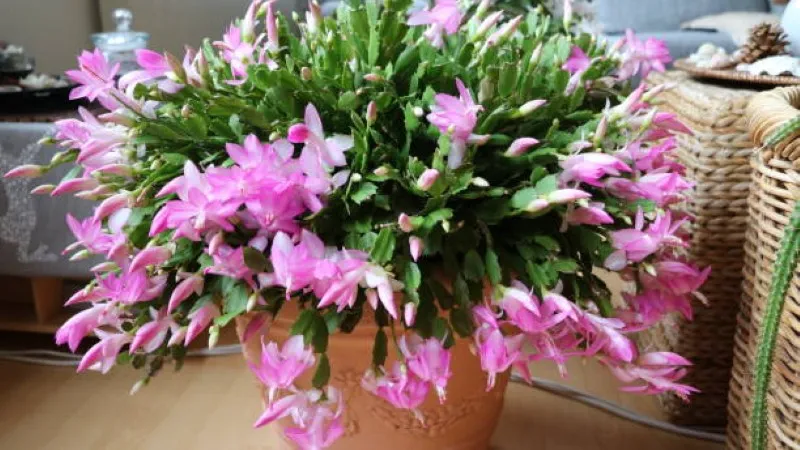 Large pink Christmas Cactus flower plant overflowing from a terracotta pot indoors.