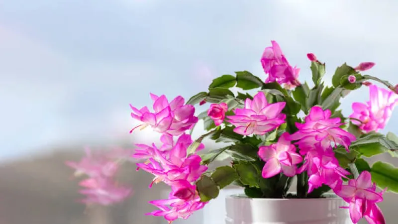 Pink Christmas Cactus flower in a red vase beside a window decorated with fairy lights.