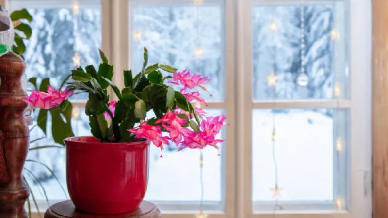 Pink Christmas Cactus flower plant in a white pot against a soft sky background.