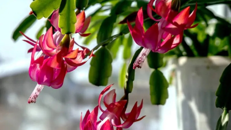 Pink Christmas Cactus flower blooming in a red pot beside a snowy window scene.