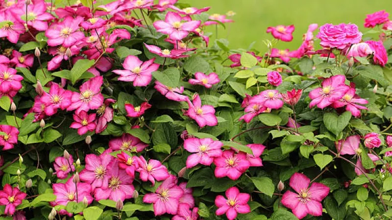 Lush garden hedge of bright pink Clematis flower blooms intertwined with a pink rose bush against a green lawn background.
