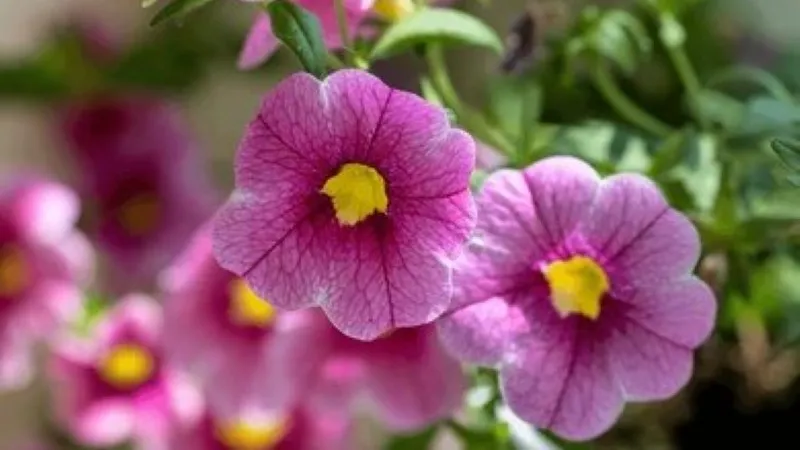 Close-Up Pink Calibrachoa flower showing yellow throats and details.
