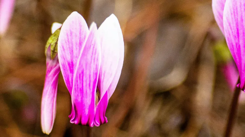 Vivid magenta-pink Cyclamen flower with swept-back petals against blurred natural surroundings.
