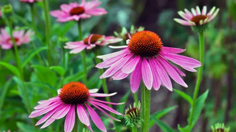 Several pink Echinacea flowers on tall stems with orange-brown cone centers in a garden setting.