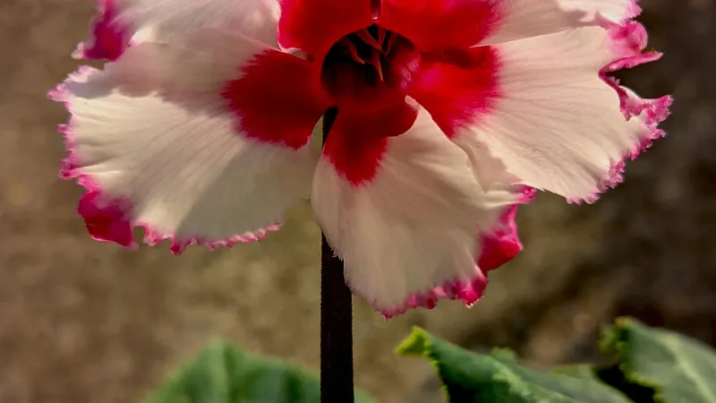 Pink and white Cyclamen flower with pointed petals against a soft brown background.