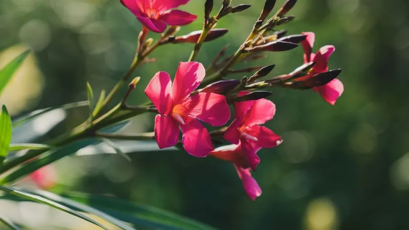 Pink oleander flowers and unopened buds on a green stem against a blurred background