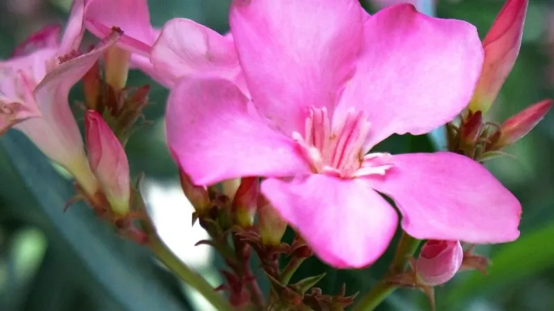 Single pink oleander flower surrounded by buds and green leaves