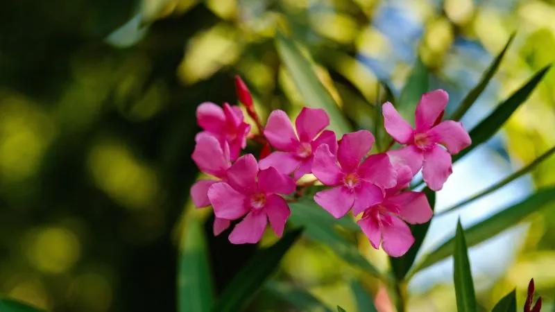 Cluster of pink oleander flowers backlit by warm sunlight
