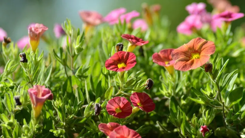Pink Orange Calibrachoa flower surrounded by green leaves.