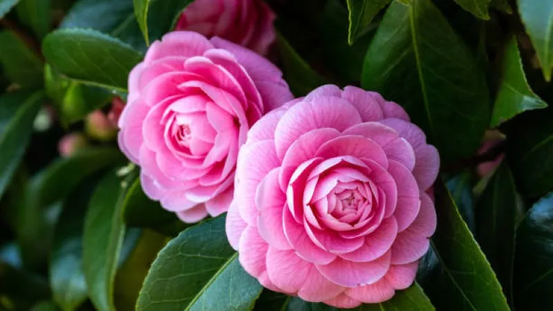 Pair of pink camellia flowers blooming together