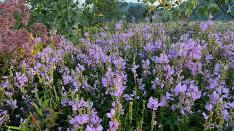 Pink obedient plant flower spike glowing in warm sunlight