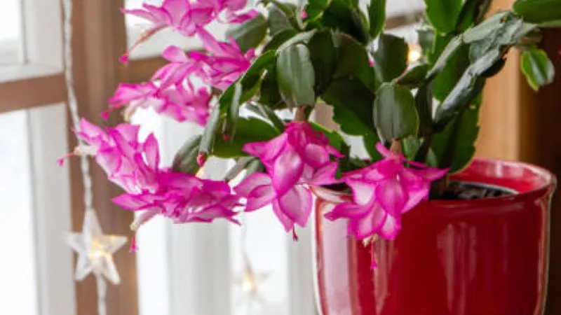 Close-up of pink-red Christmas Cactus flower blooms in a white pot outdoors.
