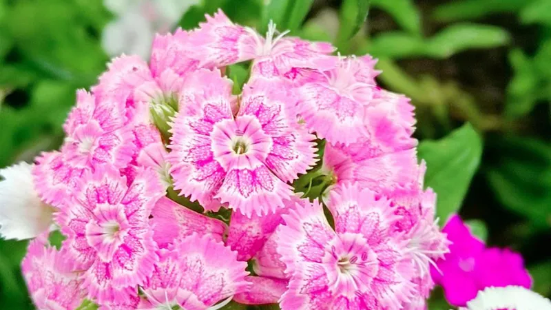 Large rounded cluster of pink and white Clove Pink flower blooms with delicate fringed petals.