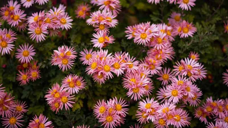 Overhead view of pink painted daisy flowers with yellow centers covering the ground