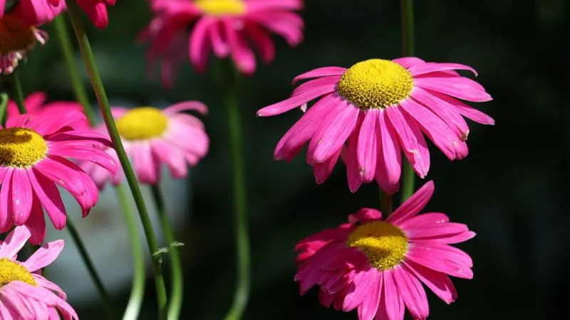 Pink painted daisy flowers with yellow centers illuminated by sunlight against a dark background