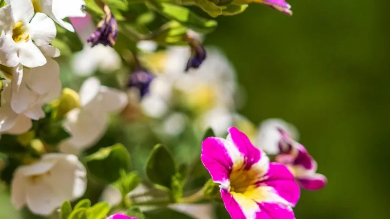 Pink White Calibrachoa flower blooming together beautifully.
