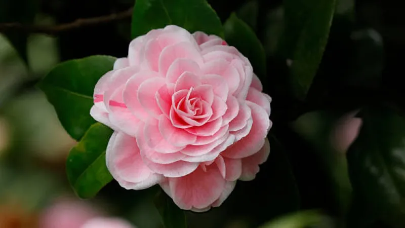Pink and white camellia flower in soft bloom