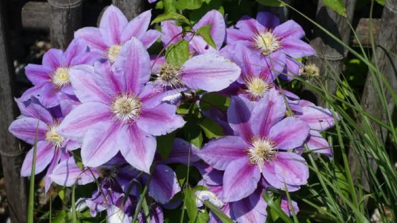 Pink and lavender Clematis flower blooms growing on a wooden garden trellis.
