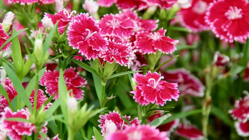 Multiple pink and white bicolour Clove Pink flower blooms growing on green stems in a sunny garden border.