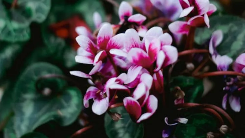 Cluster of pink and white Cyclamen flower blooms growing among dark green leaves.