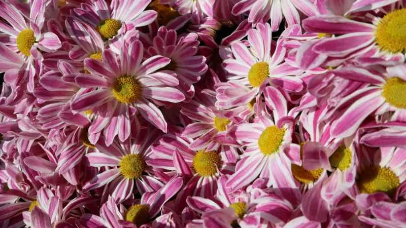 Close-up of pink and white bicolor painted daisy flower petals in a bunch