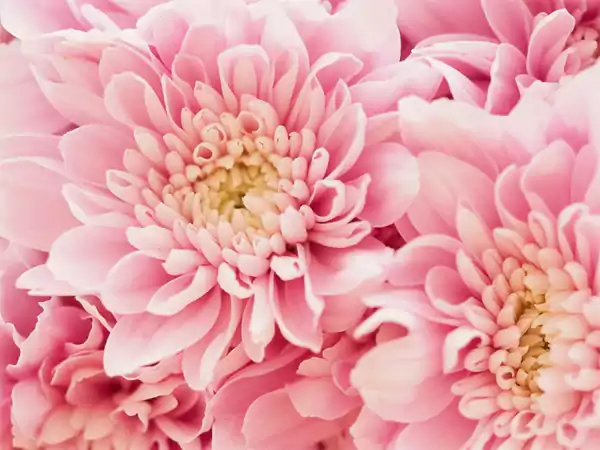 Pink chrysanthemum