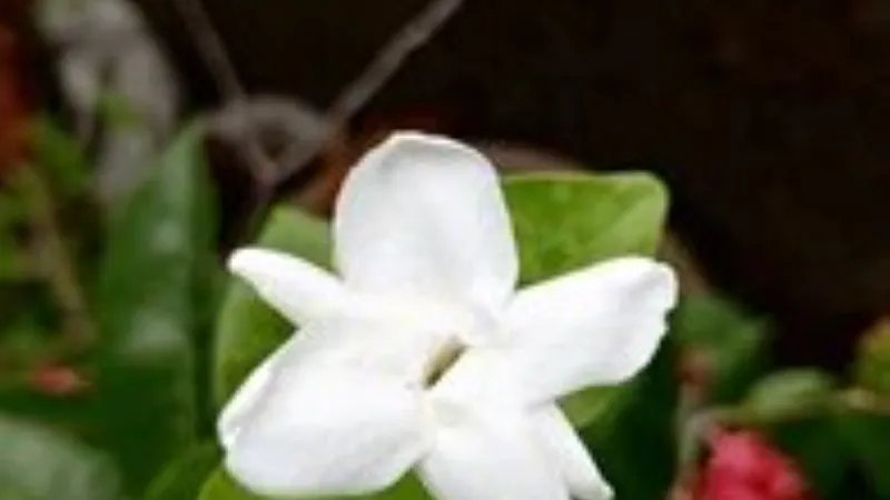 White pinwheel-shaped Cape Jasmine flower standing beautifully against dark green foliage with a soft botanical background.