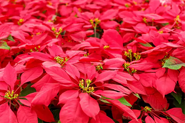 Poinsettias