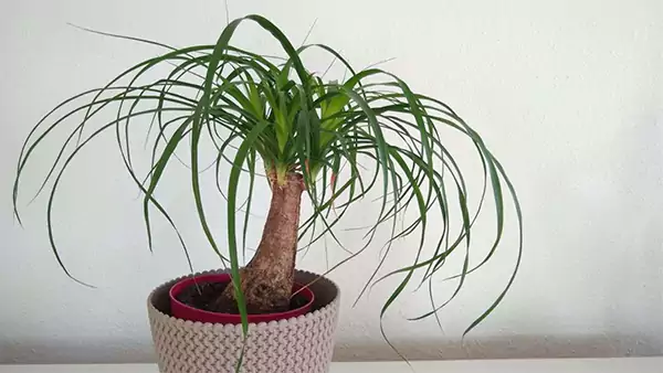Ponytail Palm