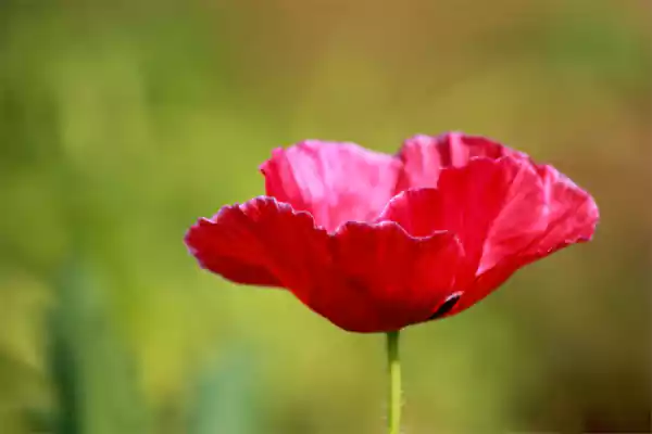 Poppy