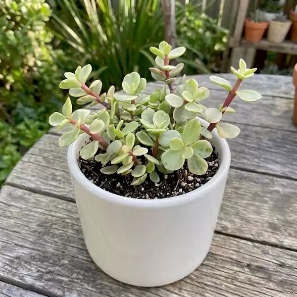 Portulacaria Afraa