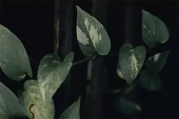 Pothos