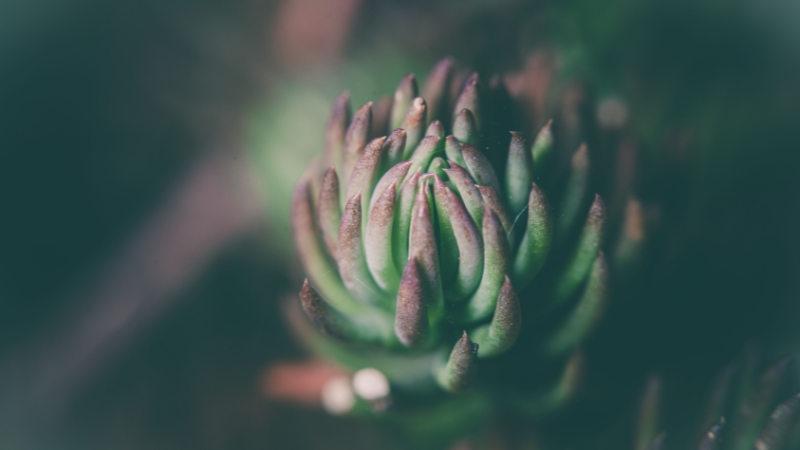 Potted Echeveria succulent plant