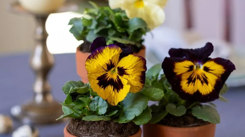 Yellow and purple pansy flowers in small terracotta pots on a table