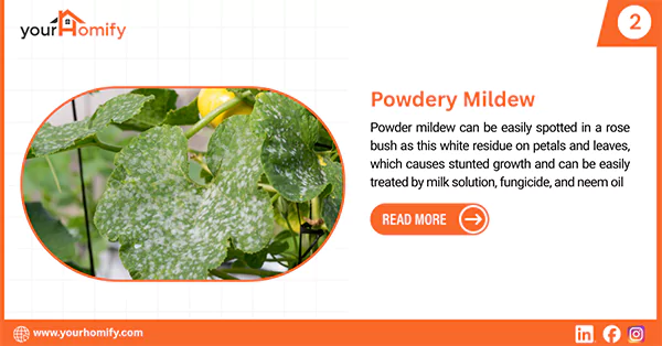 Powdery Mildew