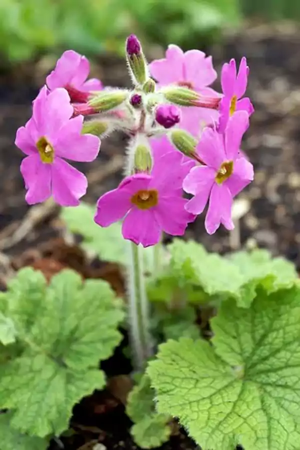 Primrose