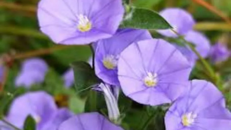 Side view Purple Bindweed flower displaying elegant shape.