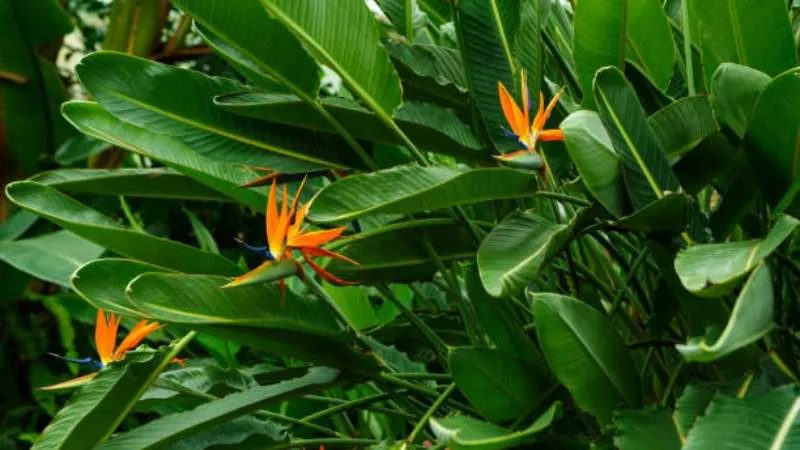 Side view Bird of Paradise flower showing distinctive shape.