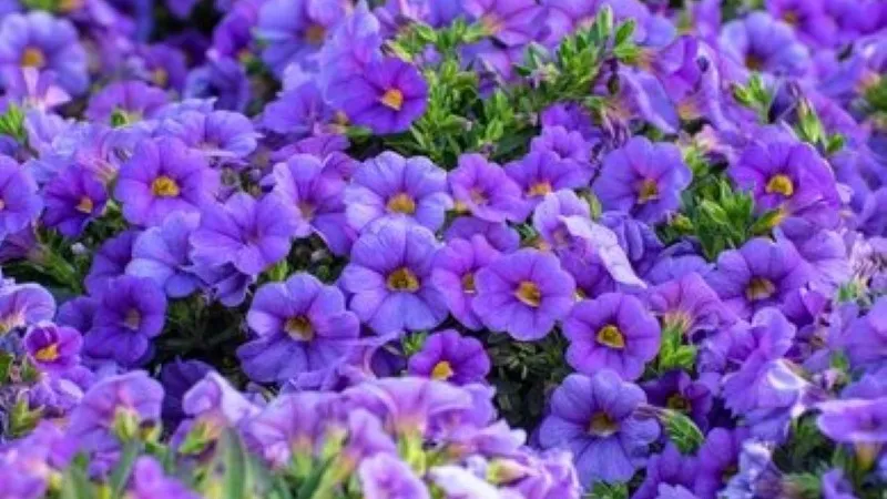 Vibrant Purple Calibrachoa flower bed filled with dense colorful blooms.