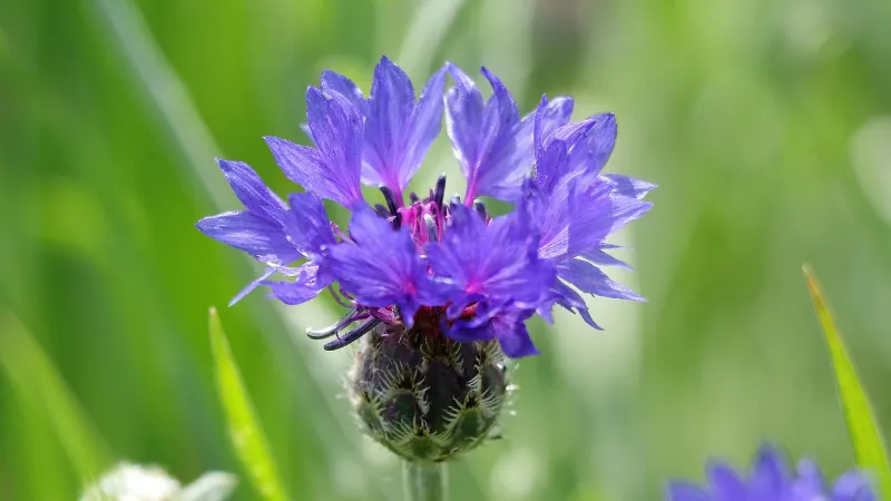 Cluster of purple-blue cornflowers with frayed spiky petals surrounded by lush green leaves.