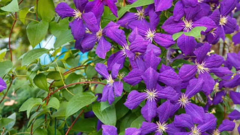Deep purple Clematis flower vine covered with star-shaped blooms and white stamens.