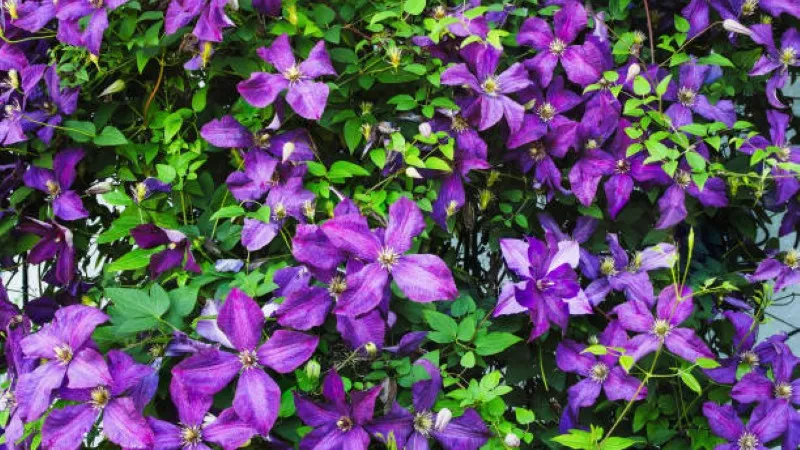 Climbing Clematis flower vine densely covered with purple blooms and green leaves.