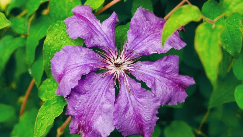Large ruffled purple Clematis flower with water droplets surrounded by lush green leaves.
