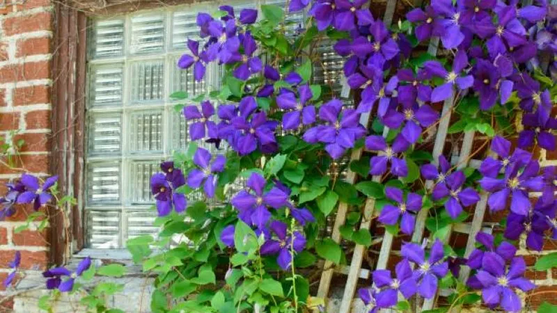 Purple Clematis flower vine trained on a bamboo trellis growing beside a window on a red brick wall.