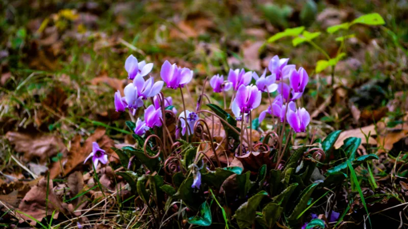 Wild purple-white cyclamen flowers with twisted petals blooming among fallen leaves on a woodland floor.