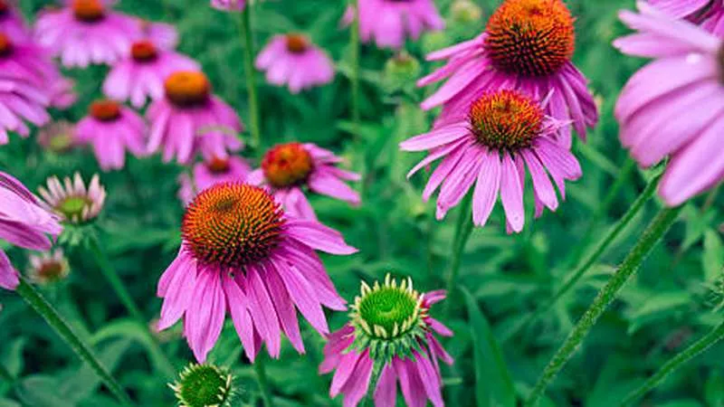 Garden bed of purple-pink Echinacea flowers with orange cone centers and a green unopened bud.