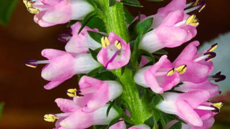 Purple obedient plant flowers blooming under blue sky