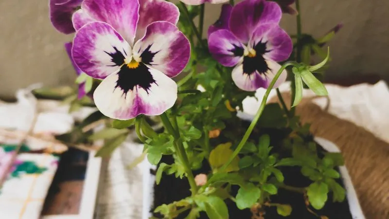 Potted purple and white pansy flowers with dark centers indoors