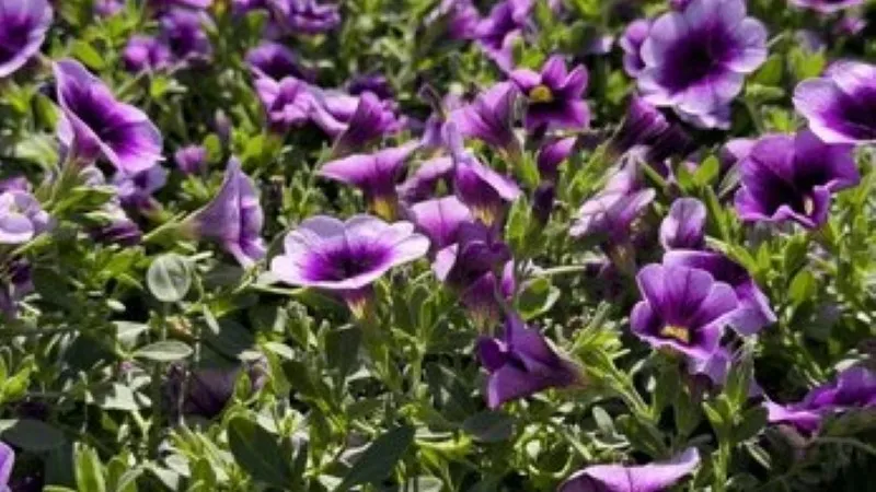 Purple White Calibrachoa flower with bicolor petals in a garden.